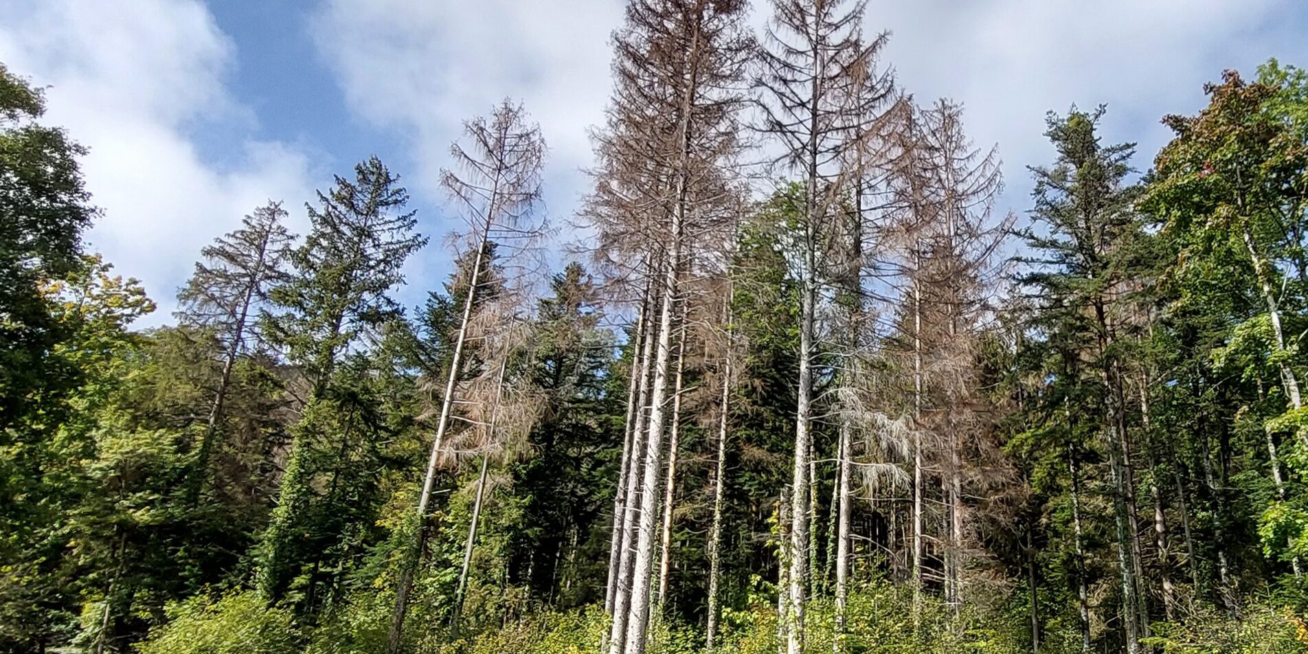 BM 118 page 9 épicéas dépérissants © Office National des Forêts